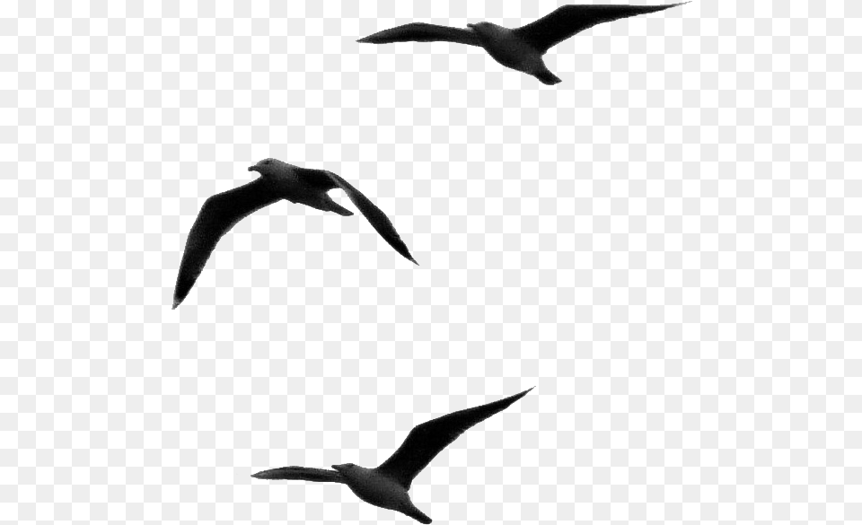Dios Tiene Un Plan Perfecto, Animal, Bird, Flying, Seagull Free Transparent Png