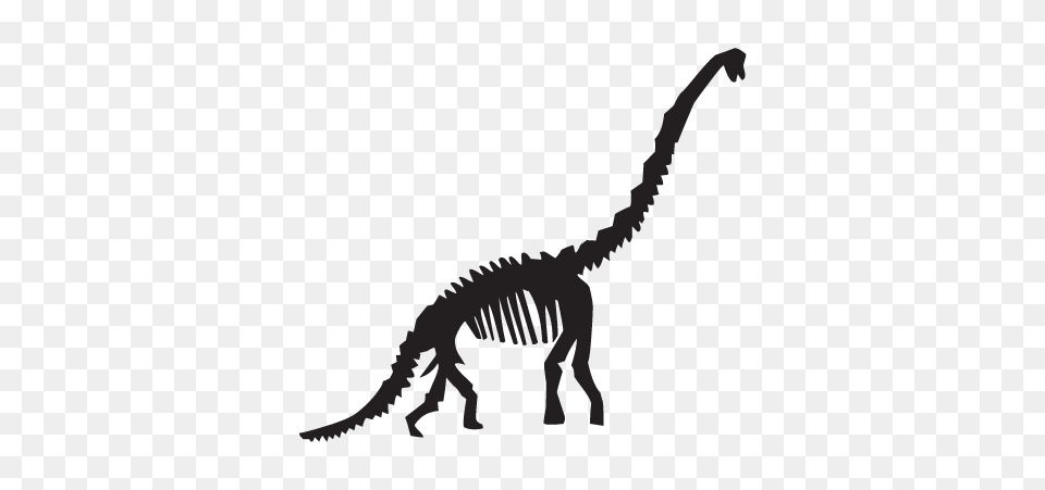 Diplodocus Dinosaur Fossil Wall Wall Art Decal, Animal, Reptile, T-rex, Kangaroo Free Png Download