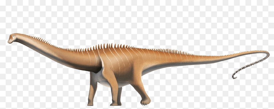 Diplodocus Pic Diplodocus Wikipedia, Animal, Dinosaur, Reptile, T-rex Free Transparent Png