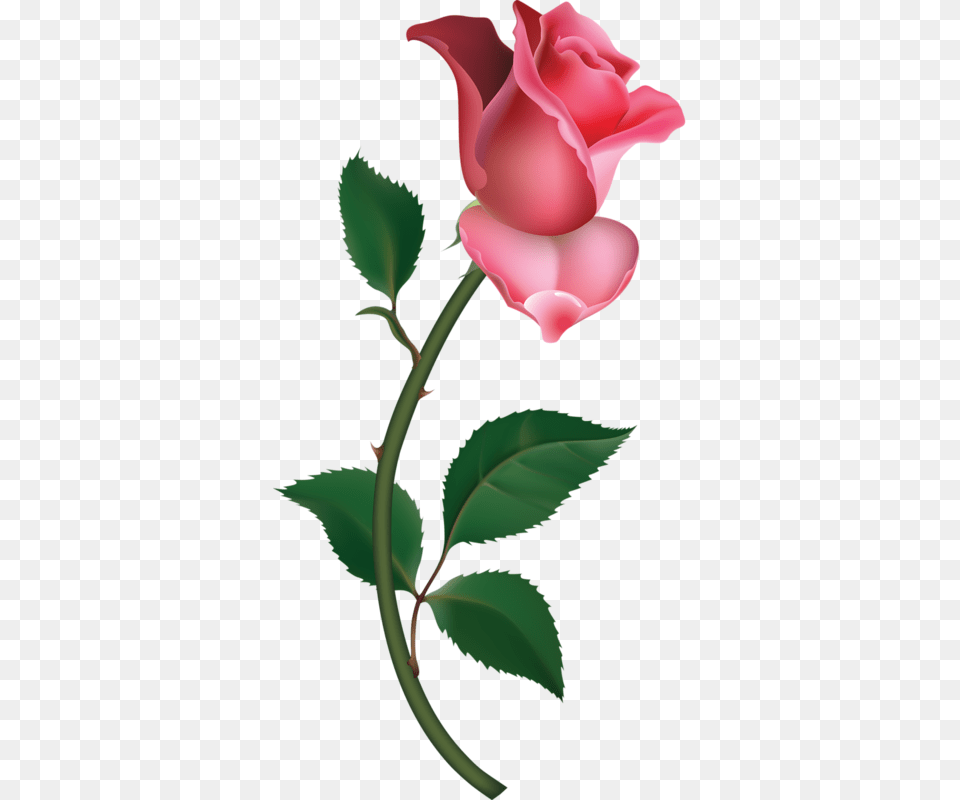 Direct Floral, Flower, Plant, Rose, Petal Png Image