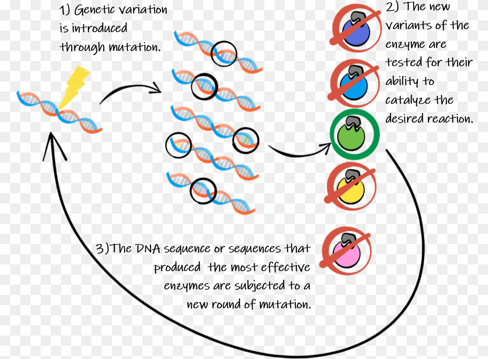 Directed Evolution Of Enzymes Png Image