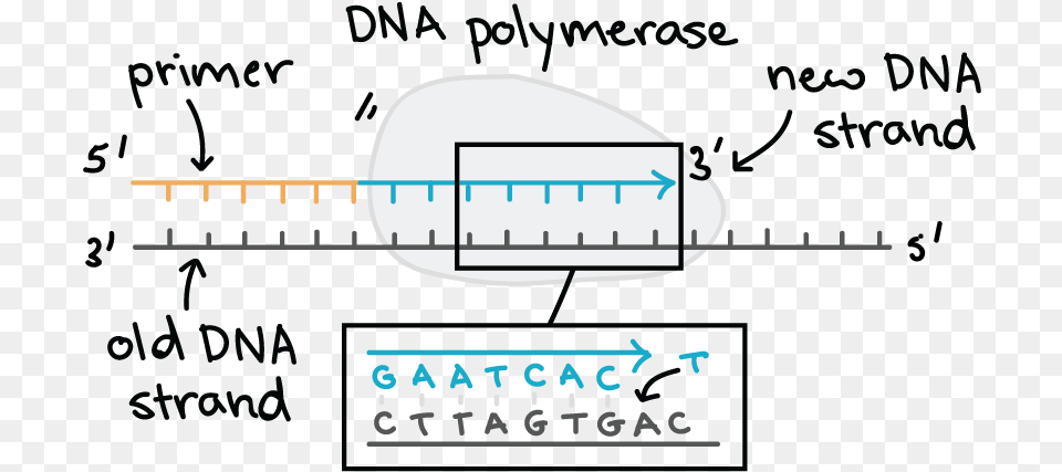 Direction Does Dna Polymerase Add New Nucleotides, Chart, Plot, Blackboard, Aircraft Free Png
