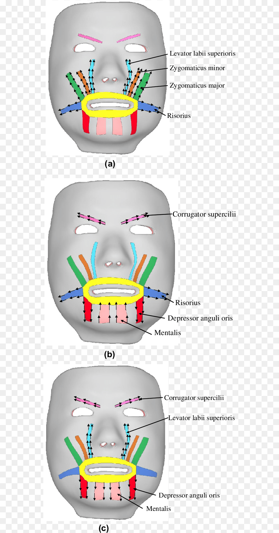 Directions Of Forces Applied On Nodes Relevant, Baby, Body Part, Mouth, Person Png Image