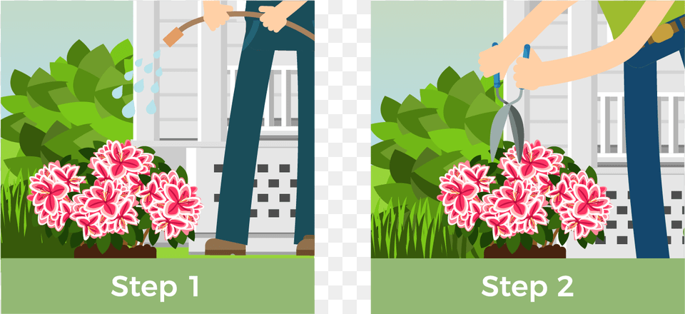 Directly After Planting Give Your Shrub A Thorough Illustration, Outdoors, Nature, Gardening, Garden Free Png