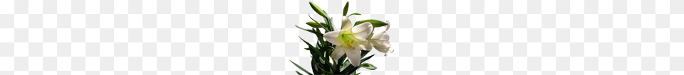 Directory Imagesgraphics Misc, Flower, Plant, Lily, Chandelier Free Transparent Png