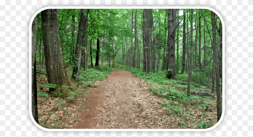 Dirt Road, Woodland, Vegetation, Tree, Trail Png