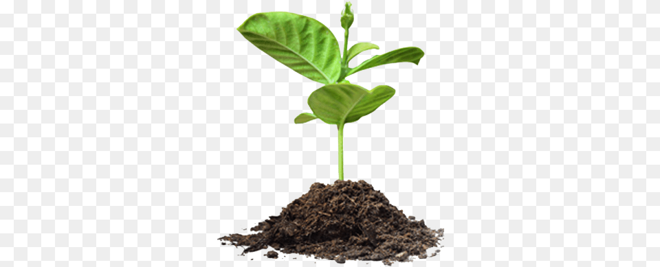 Dirt Vines U0026 Mulch Children Food U0026 Fitness Save Tree Images, Plant, Soil, Sprout, Leaf Png Image