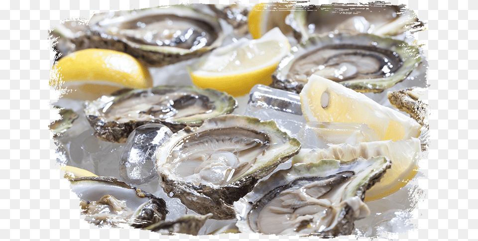 Dirty Al S Oysters Oyster, Seafood, Food, Animal, Sea Life Png Image