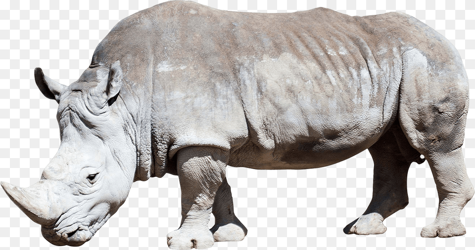 Dirty Grey Rhino, Animal, Elephant, Mammal, Wildlife Free Png Download