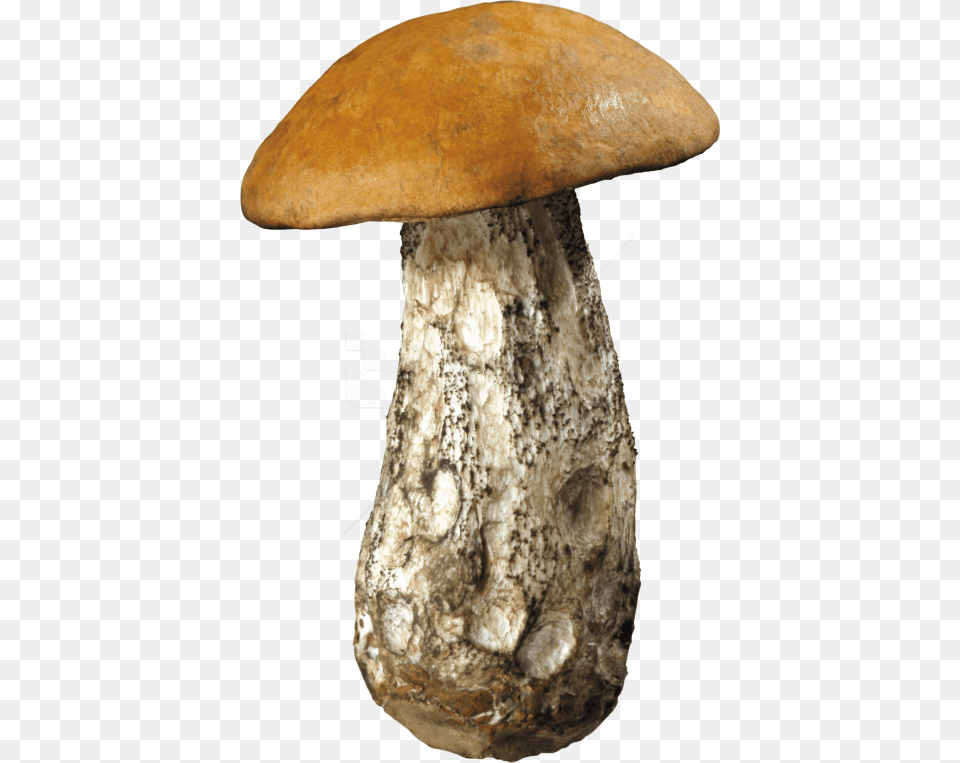 Dirty Mushroom Images Mushroom Agaric, Fungus, Plant, Amanita Free Transparent Png