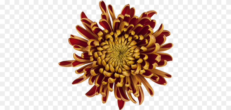 Disbud Bronze Fuego, Dahlia, Daisy, Flower, Plant Free Transparent Png