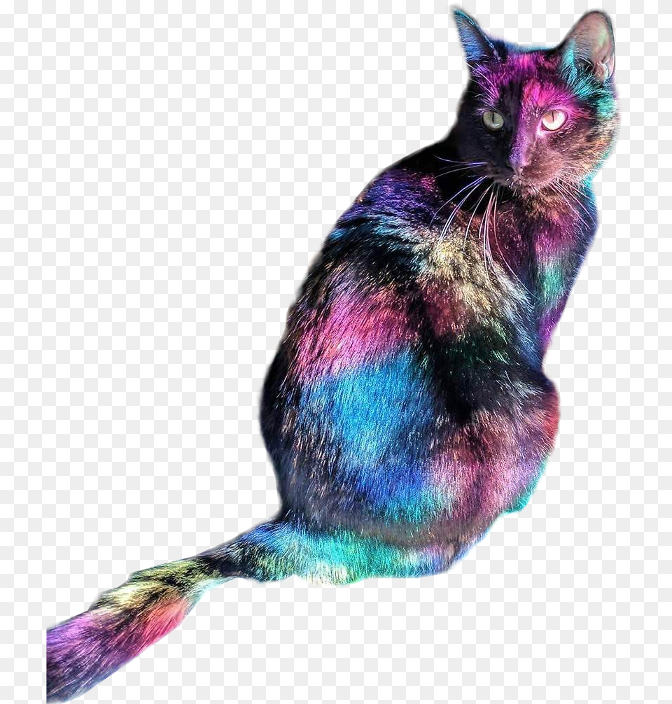 Disco Cat Imgur Disco Kitty Meme Disco Cat, Animal, Mammal, Pet Free Png Download