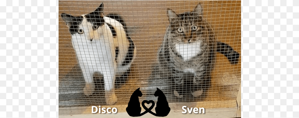 Disco The Tuxedo Cat And Sven The Dressed Up Tabby Love, Den, Indoors, Animal, Mammal Free Png Download