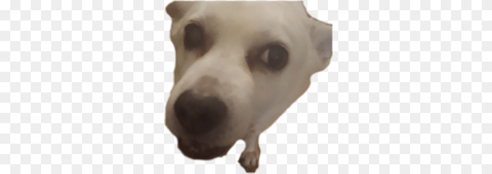 Discord Emoji Dog Gif, Animal, Canine, Mammal, Pet Free Png Download