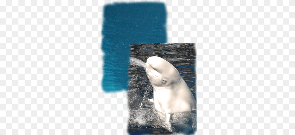 Discover How The Vocal Social Beluga Whale Survives Beluga Whale, Animal, Sea Life, Beluga Whale, Mammal Png