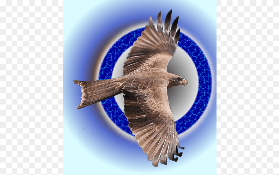 Discover Ideas About Peregrine Falcon Northern Harrier, Animal, Bird, Kite Bird, Buzzard Free Transparent Png