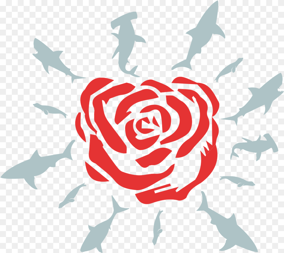 Discover Ideas About Shark Illustration, Flower, Plant, Rose, Person Free Png Download