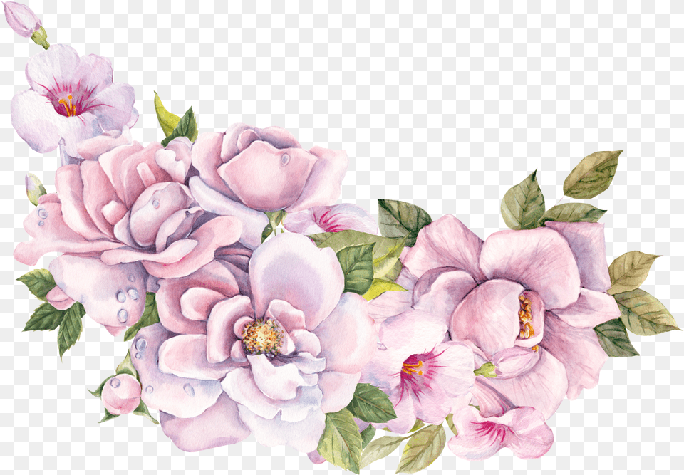 Discover Illustration, Flower, Plant, Petal, Rose Free Transparent Png