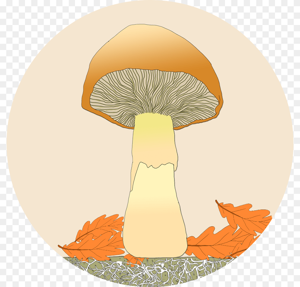 Discover Plant And Fungi Lifecycles, Fungus, Agaric, Mushroom, Amanita Png Image