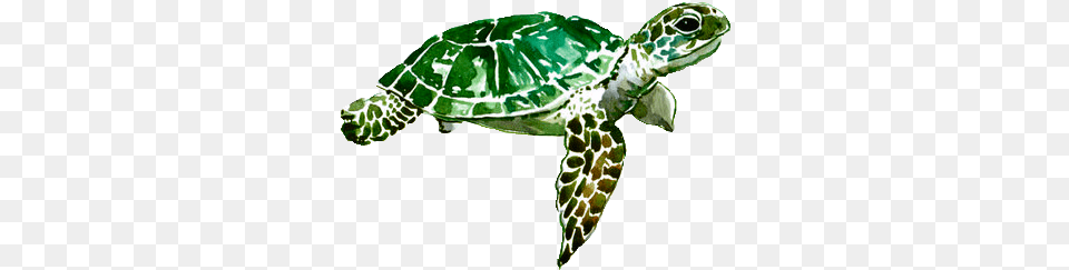 Discover The Coolest Ceiaxostickers Tumblr Watercolor Turtle Animal, Reptile, Snake, Sea Life Free Transparent Png