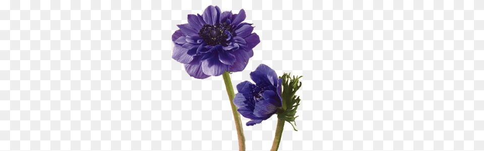 Discover The Language U0026 Meanings Of Flowers Teleflora Flower That Means Shy, Anemone, Dahlia, Geranium, Plant Free Png