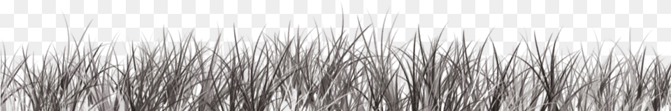 Discover The Power Of Grass, Plant, Reed Png
