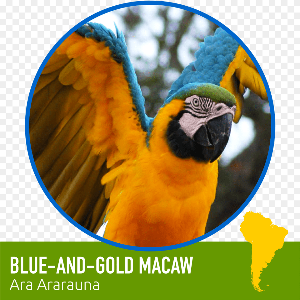 Discover U2014 Zoomagination Latin American Social Sciences Institute, Animal, Bird, Macaw, Parrot Png Image