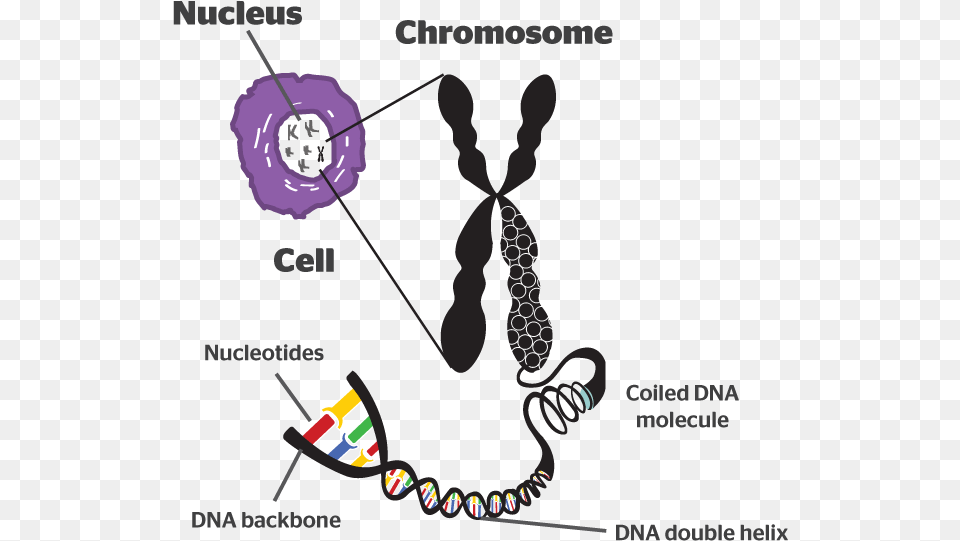 Discover What Is A Chromosome And Its Specific Function Chromosome Diagram Class 8, Art, Graphics, Smoke Pipe Free Png