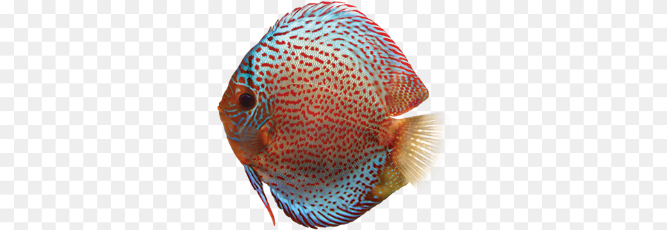 Discus Care Sheet Discus Fish, Animal, Sea Life, Angelfish Free Png