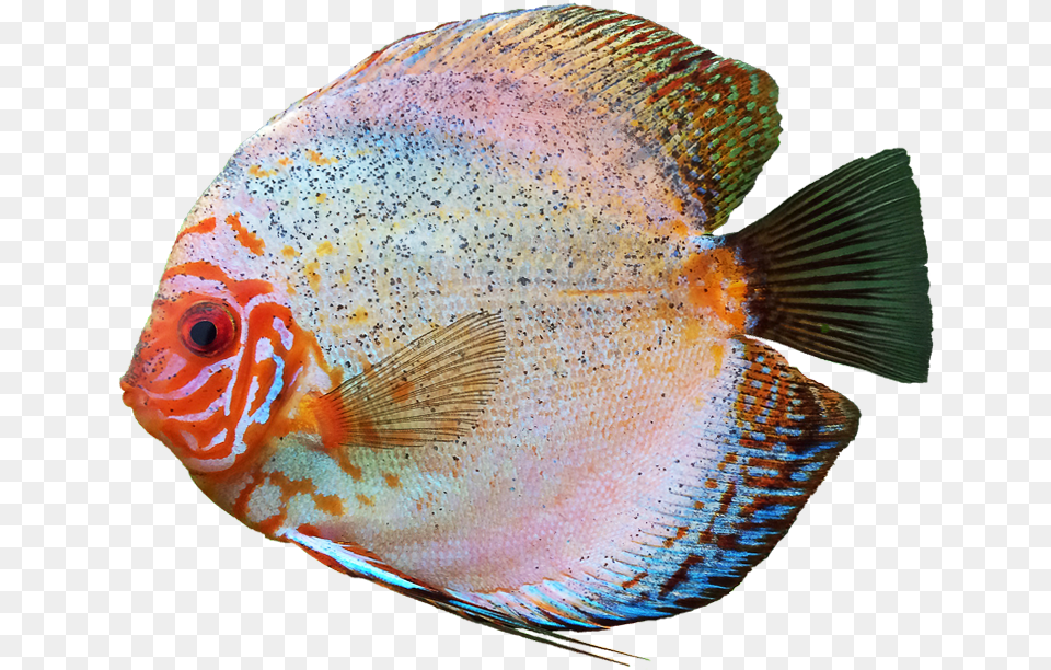 Discus Fish Transparent Background Image Colourful Fish Transparent, Animal, Sea Life, Angelfish Free Png