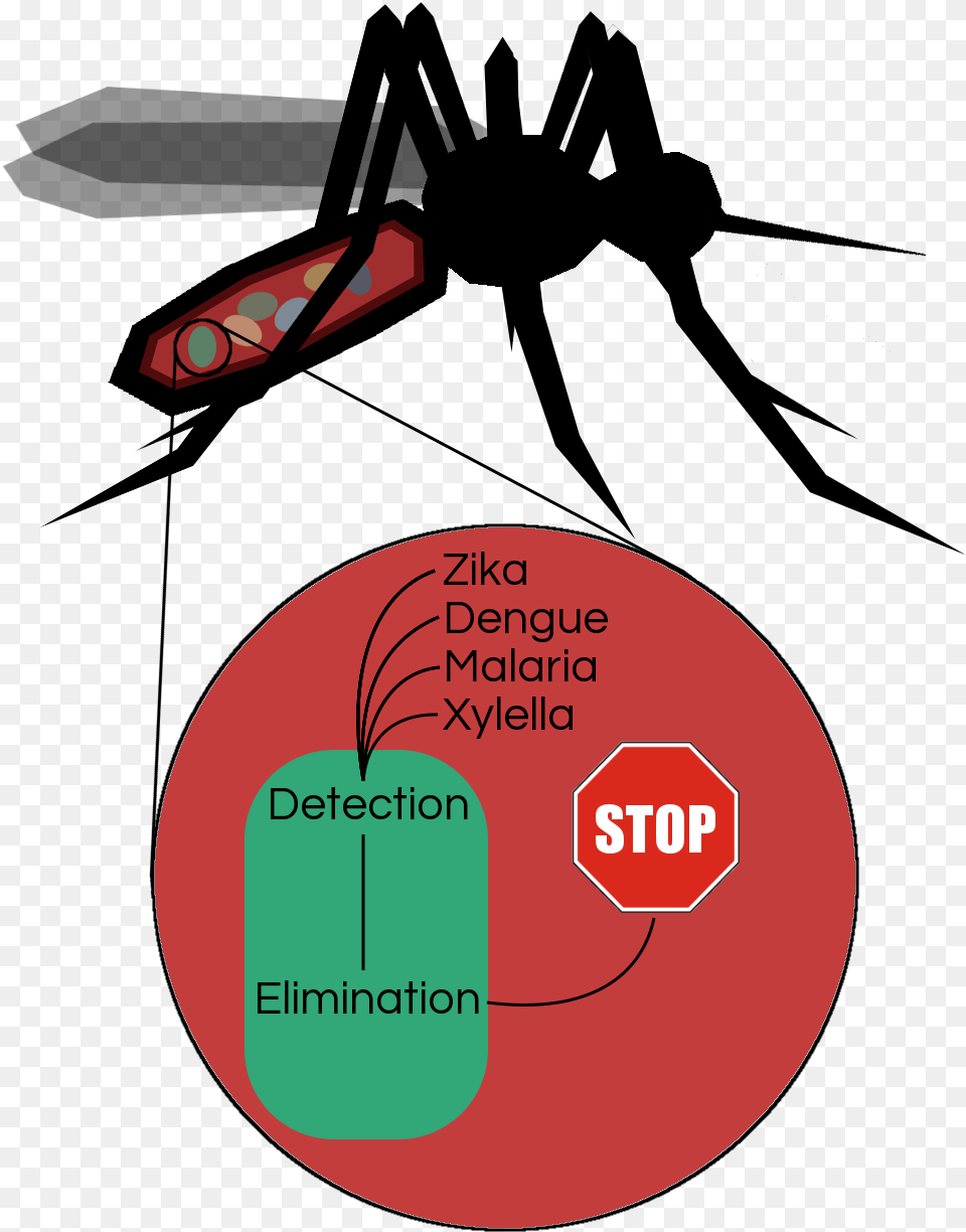 Disease Clipart Dengue Fever Insect, Diagram Free Transparent Png