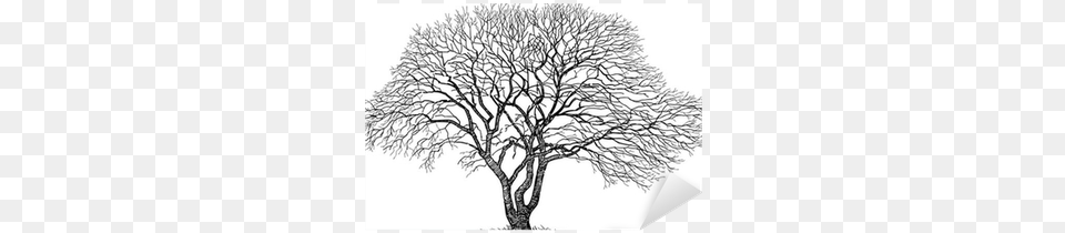 Disegno Di Una Quercia, Art, Drawing, Plant, Tree Free Png Download