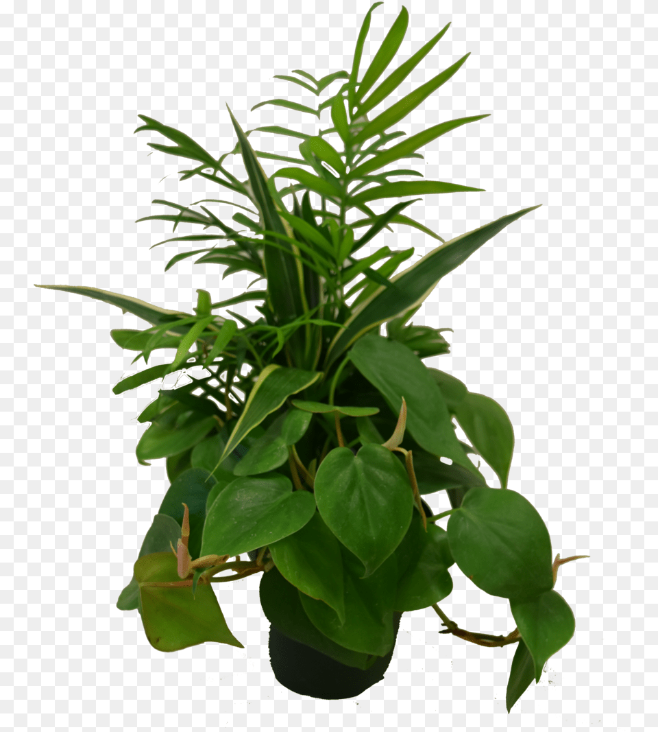 Dish Garden Plant, Flower, Leaf, Flower Arrangement, Potted Plant Free Png Download