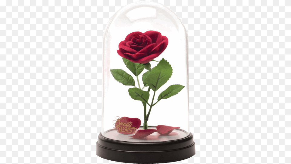 Disney Beauty Amp The Beast Light Up Rose Replica, Flower, Plant, Jar, Petal Free Transparent Png