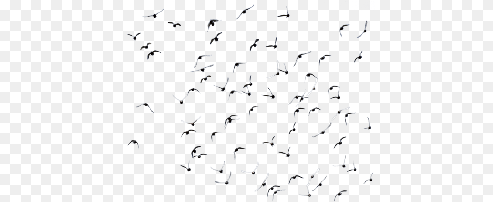 Disney Princess Images Flying Birds 30 Hd Wallpaper Siyah Beyaz Ku, Animal, Flock Free Transparent Png