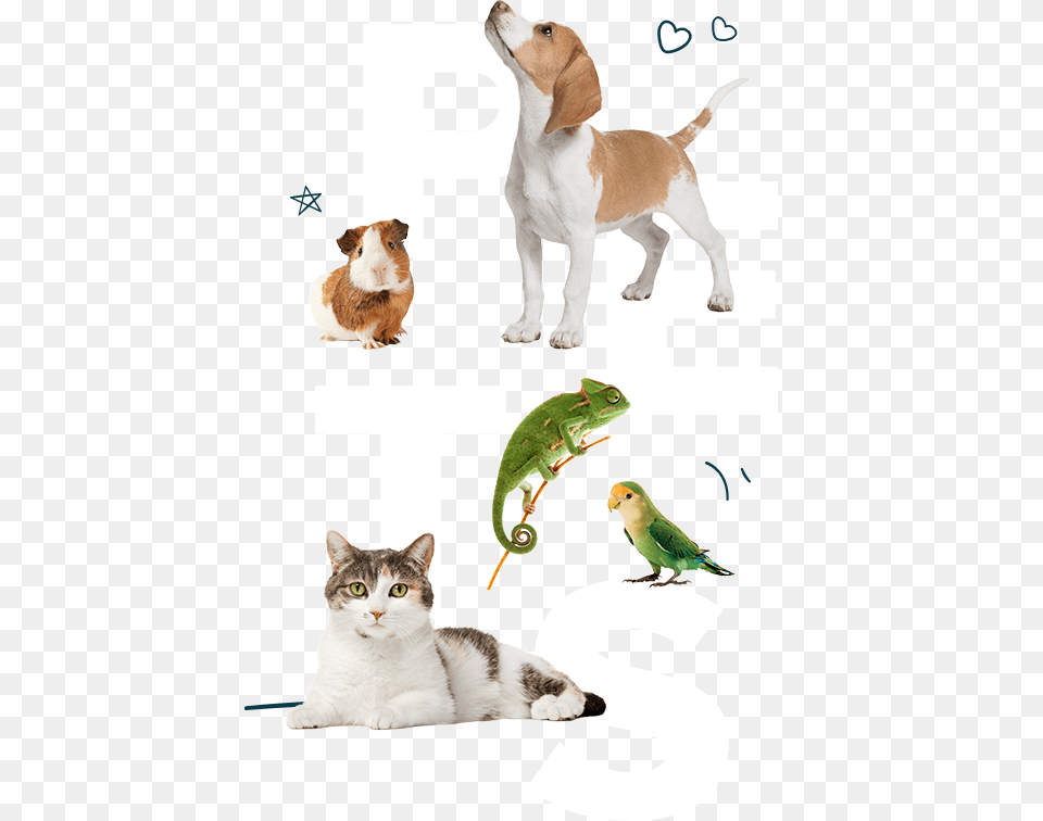 Display Asian, Animal, Pet, Canine, Mammal Free Transparent Png
