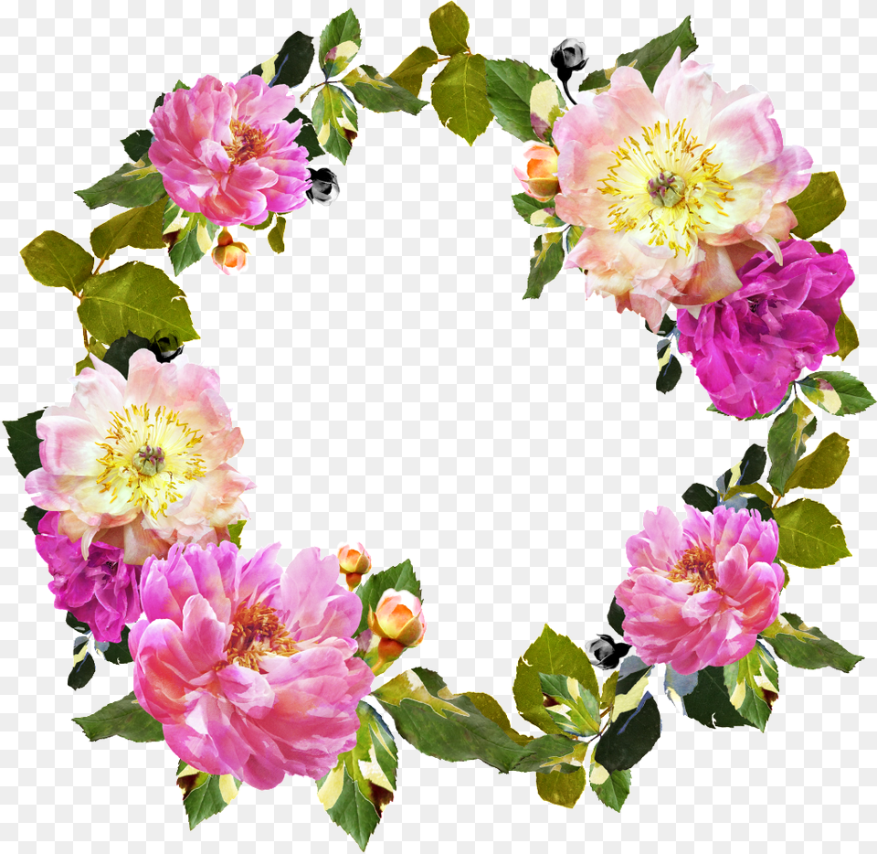 Disponible En Formato De Design, Dahlia, Flower, Flower Arrangement, Plant Free Png