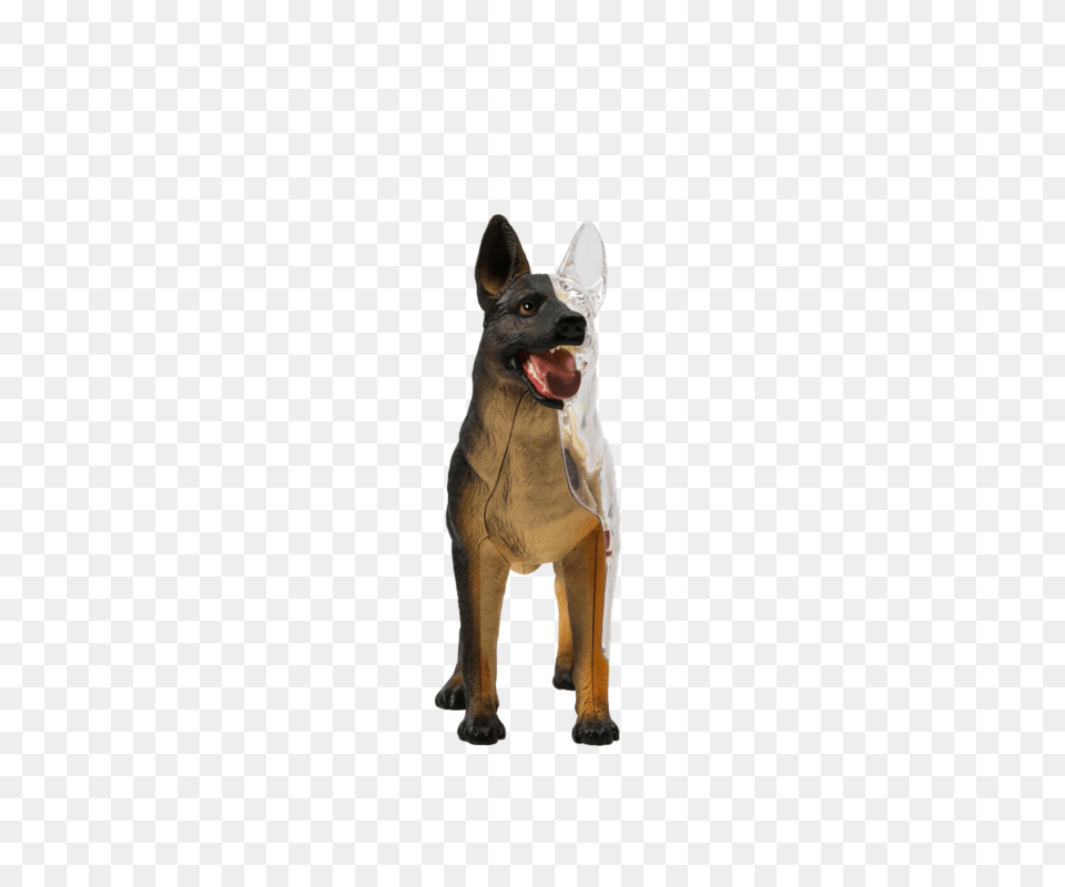 Dissected, Animal, Canine, Dog, Mammal Free Png Download
