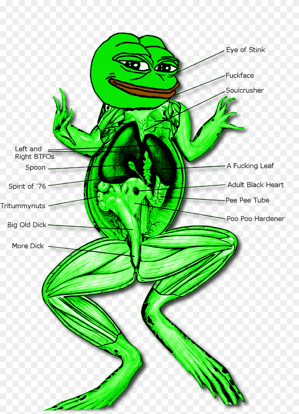 Dissection Of Digestive System Of Frog System Of A Frog, Green, Alien, Person, Face Png