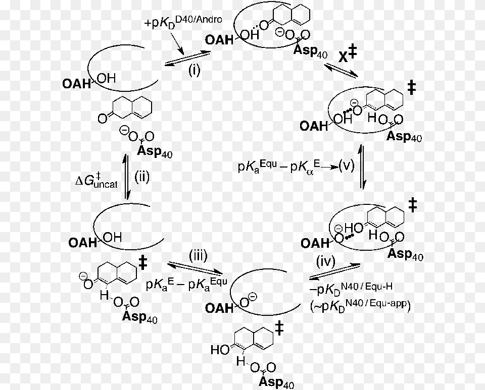 Dissociation Of Androstene From Ksi, Gray Free Png Download