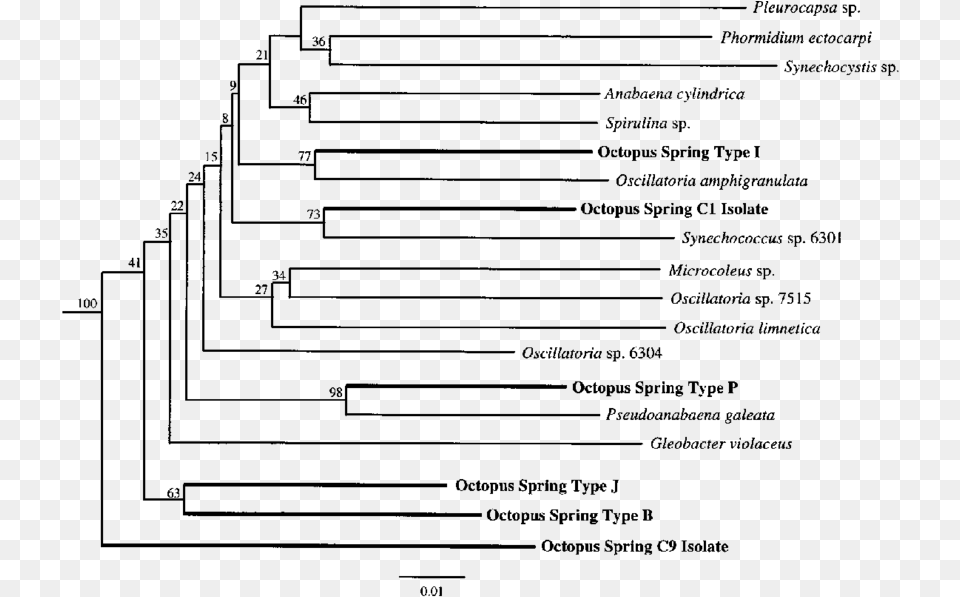 Distance Matrix Phylogenetic Tree Illustrating The Octopus Phylogenetic Tree, Gray Free Transparent Png