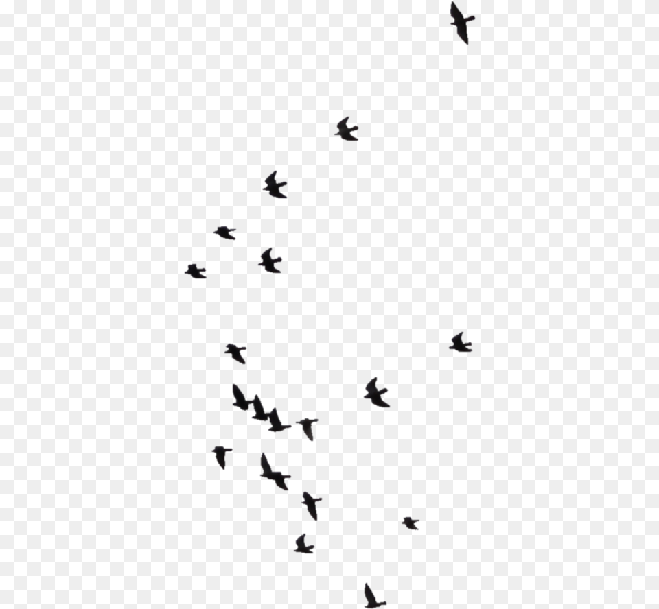 Distant Birds In The Sky, Animal, Bird, Flying, Flock Free Png Download