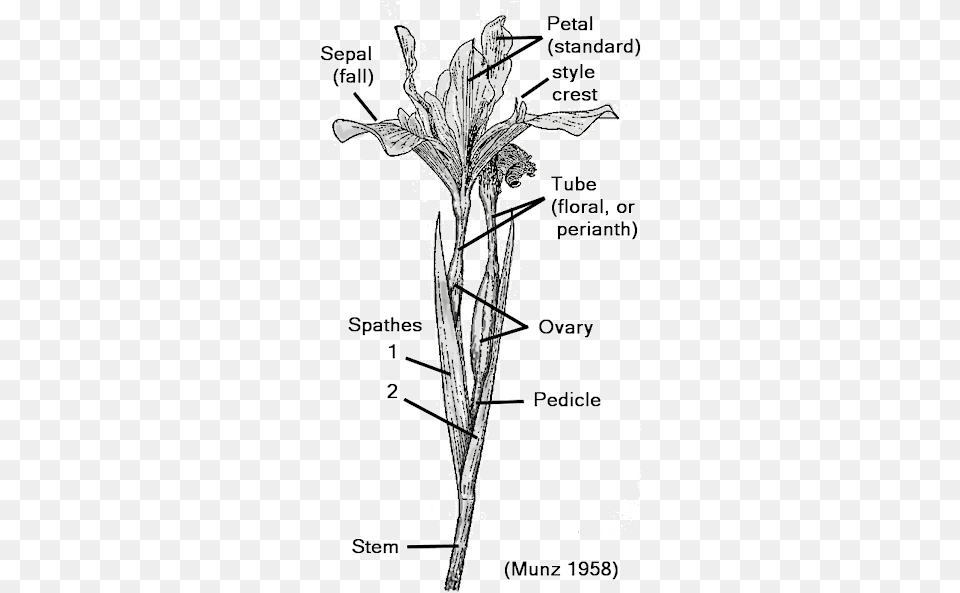 Distinguishing Flower Parts Main Features Of A Flower, Vegetation, Plant, Anther, Grass Free Png