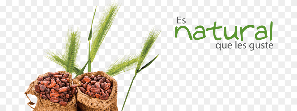 Distribuimos Caf Orgnico Jugos Naturales Mermeladas Part De La Terre La Trade Paperback, Herbal, Herbs, Plant, Cocoa Free Transparent Png