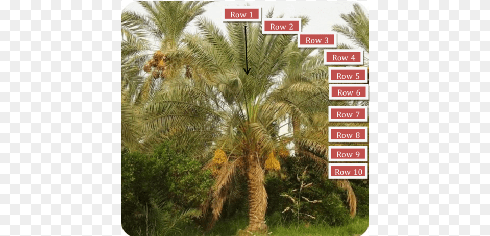Distribution Of Fronds Rows On Date Palm Tree Date Palm Growth Researchgate, Palm Tree, Plant, Vegetation Png Image
