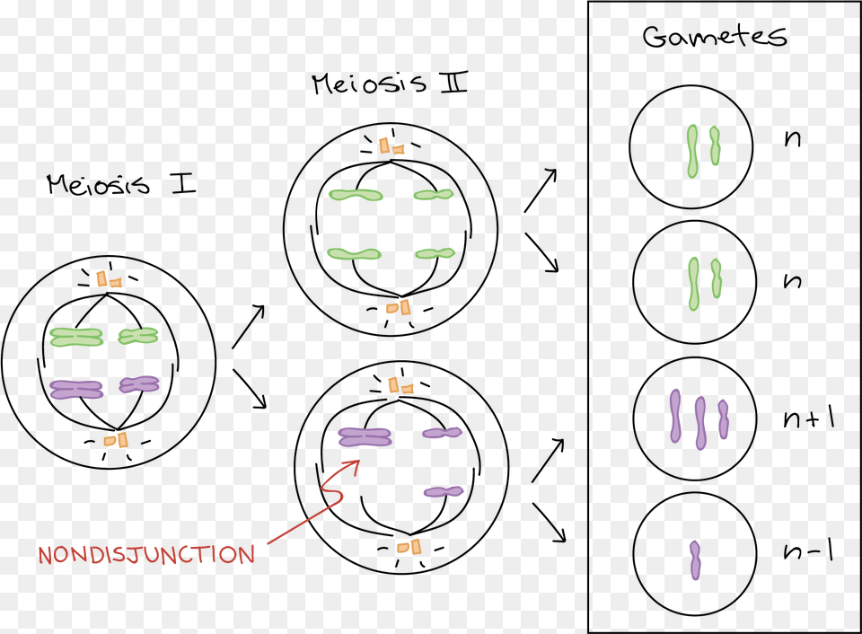 Disyuncion De Los Cromosomas Free Png
