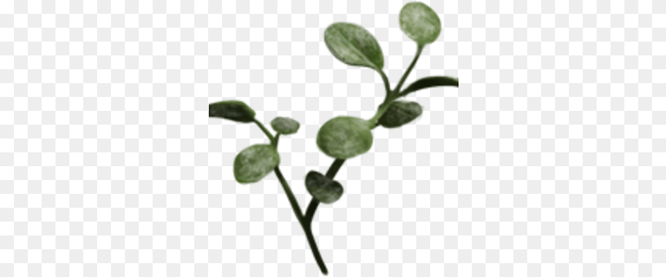 Dittany Harry Potter Wiki Fandom Origanum Dictamnus, Leaf, Plant, Bud, Flower Png Image