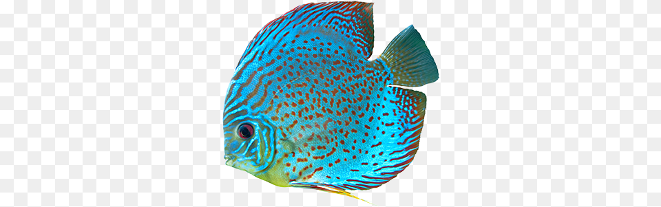 Dive Into The Savings Spotted Blue Discus Fish, Angelfish, Animal, Sea Life Free Transparent Png