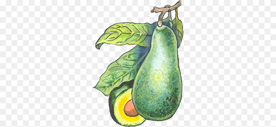 Diversidad Lingstica Caractersticas De La Planta Donde Proviene El Aguacate, Avocado, Food, Fruit, Plant Png Image