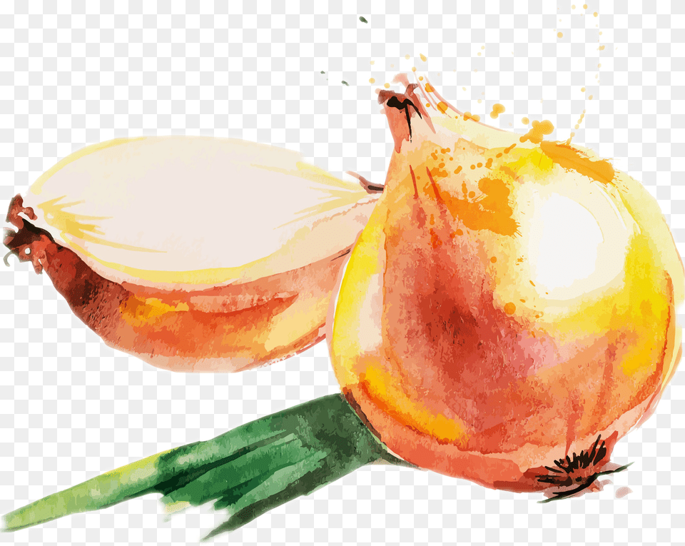 Divider Onion Watercolor, Produce, Food, Vegetable, Plant Png